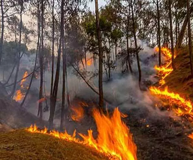उत्तराखंड के जंगलो में पिछले 24 घंटे में वनाग्नि की हुई 31 घटनाएं