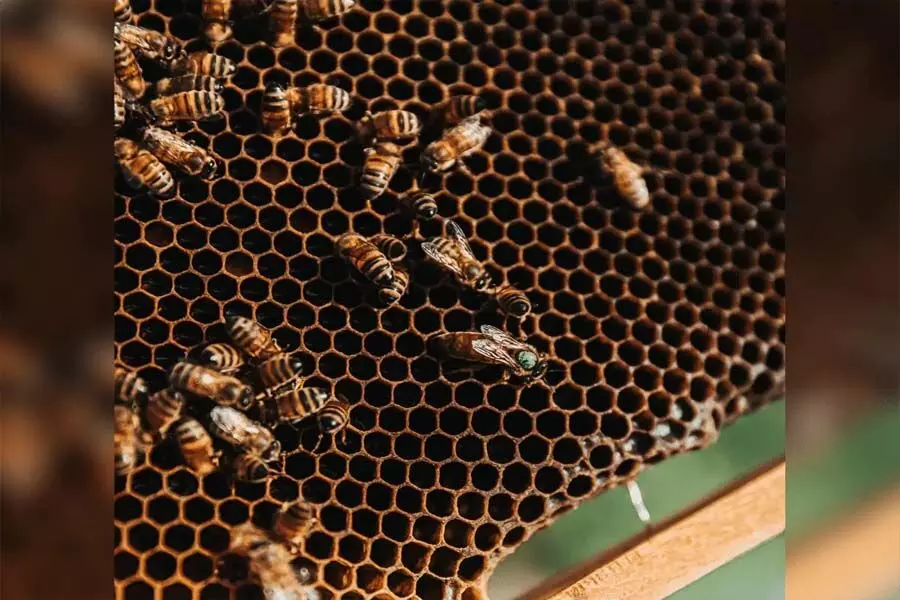 आदिलाबाद में मधुमक्खियों के हमले में 30 मजदूर घायल