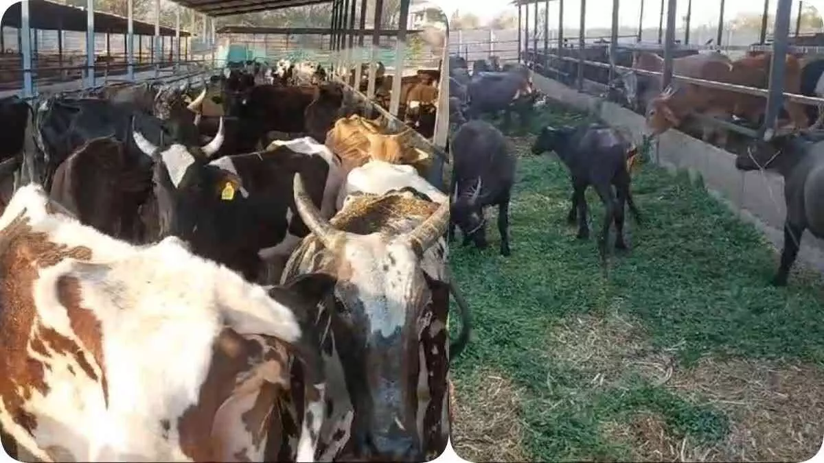 जीवदया पांजरापोल गौशाला में 2100 पशुओं का पालन पोषण