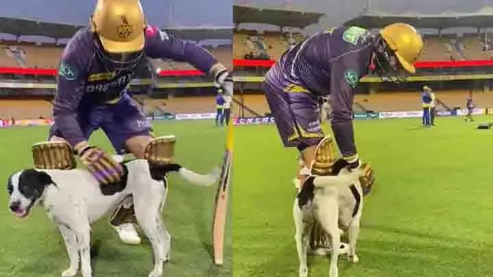 क्रिकेट के मैदान में घुसा कुत्ता, इस खिलाड़ी ने दिखाई दरियादिली