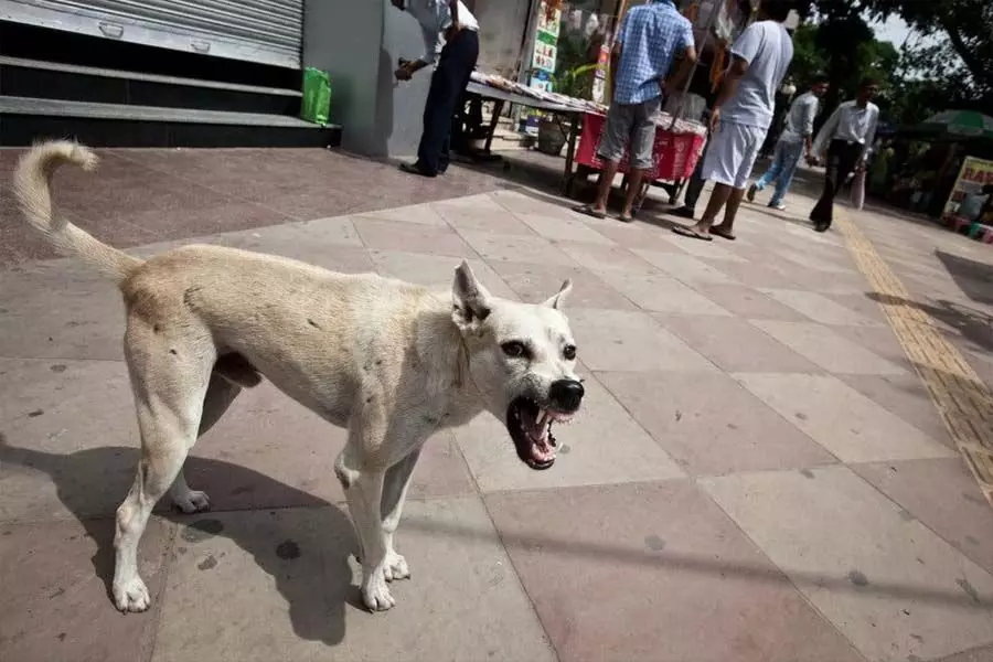 गंधवानी में पागल कुत्ते के काटने से अफरा-तफरी, 22 घायल इलाज के लिए संघर्ष कर रहे