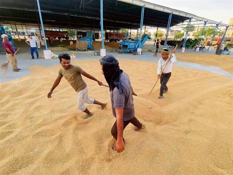 11पटियाला अनाज मंडियों में 981 मीट्रिक टन गेहूं की आवक