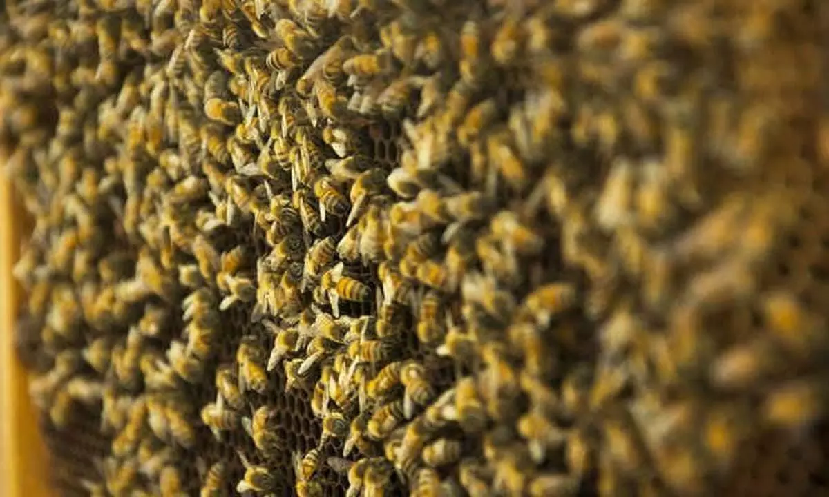 अबोहर में मधुमक्खियों के हमले में 8 घायल