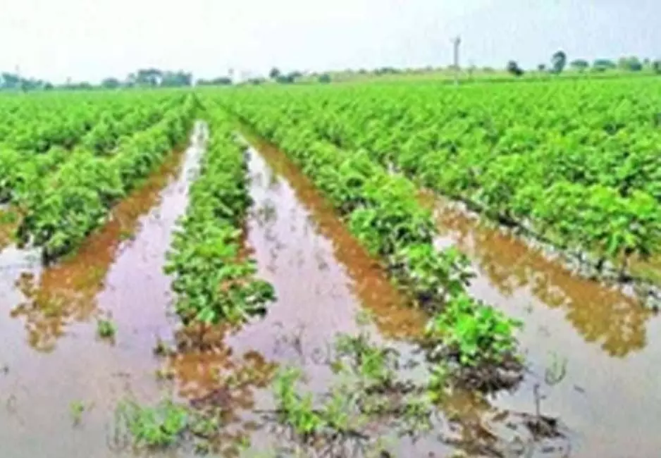 बेमौसम बारिश से किसानों की फसल बर्बाद, सरकार का मदद का वादा