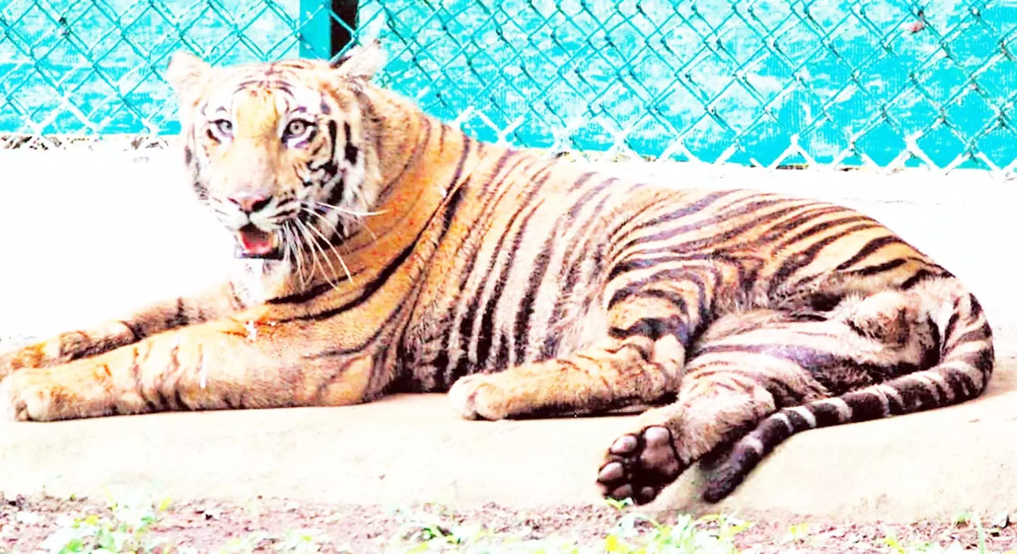 तमिलनाडु जल्द ही तय करेगा कि रिवाइल्डिंग बाघ को कब छोड़ा जाए, नया पैनल गठित किया गया