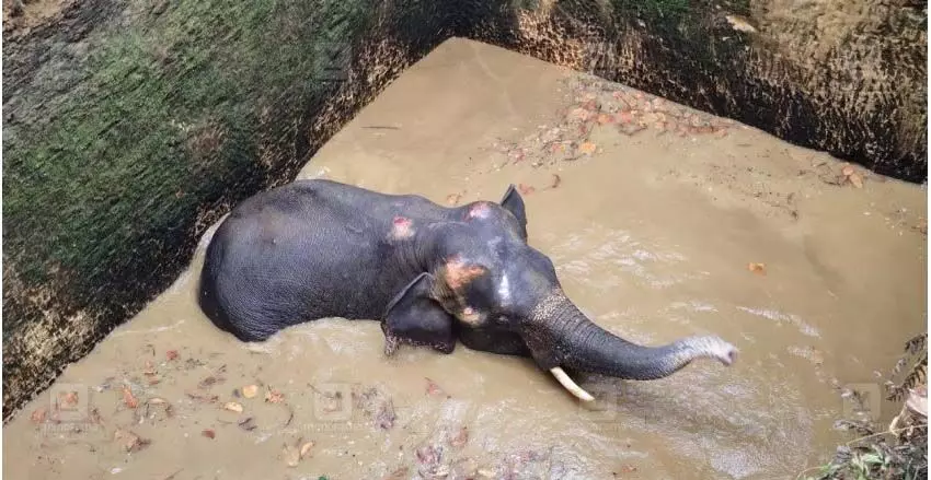कोठामंगलम में जंगली हाथी को कुएं से बचाया गया