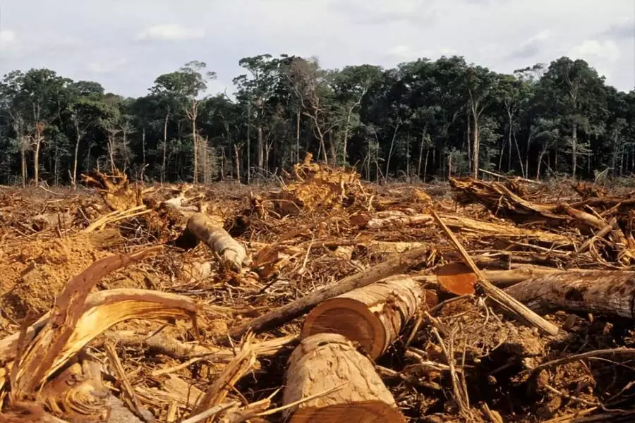 2000 के बाद से भारत ने 2.33 मिलियन हेक्टेयर वृक्ष क्षेत्र खो दिया है: ग्लोबल फ़ॉरेस्ट वॉच