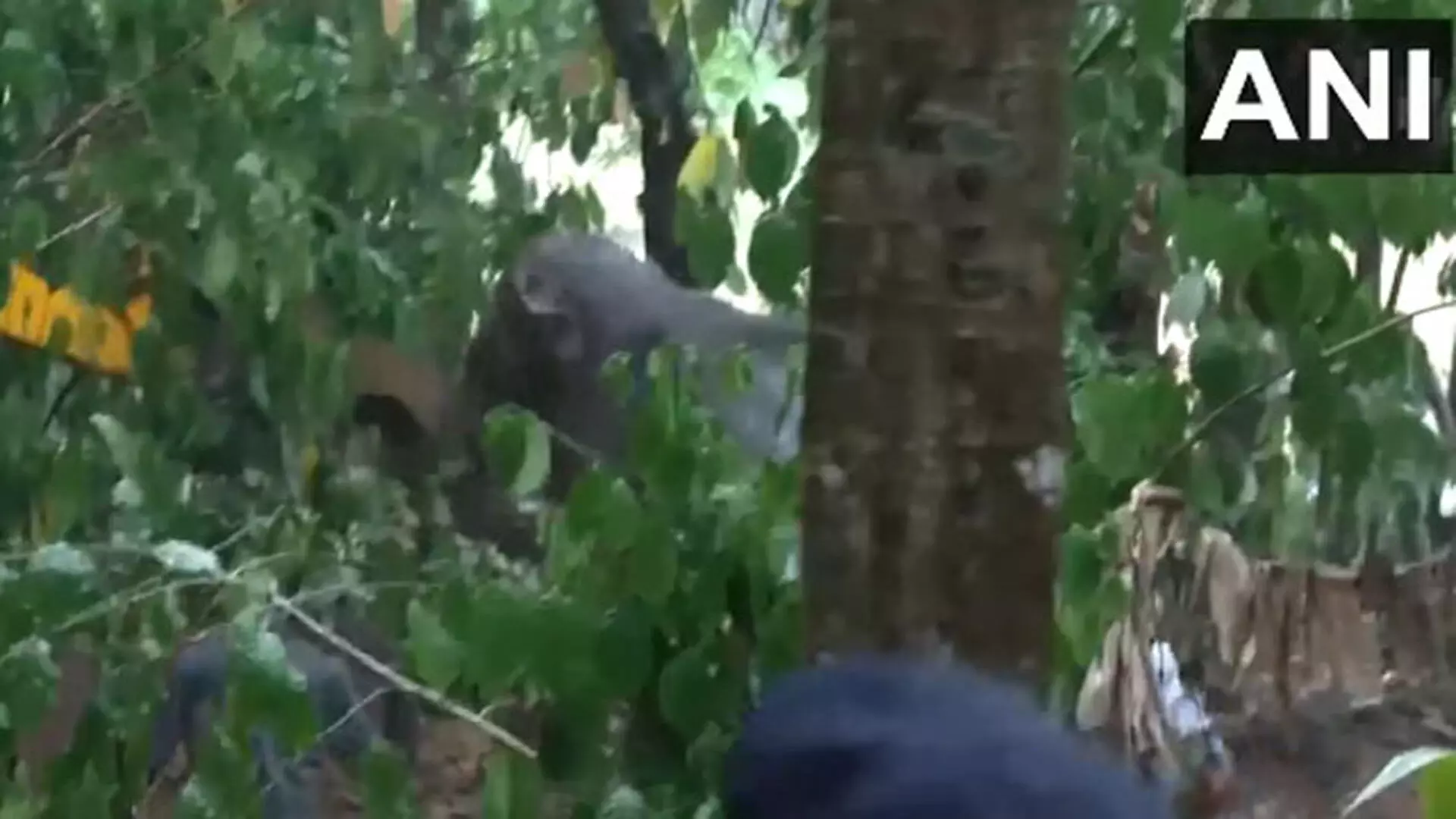 एर्नाकुलम जिले में पानी से भरे गड्डे से जंगली हाथी को बचाया, वीडियो...