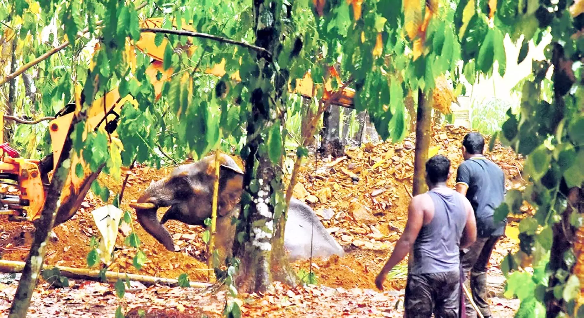 केरल के एर्नाकुलम जिले में कुएं में गिरा टस्कर, 16 घंटे बाद बचाया गया