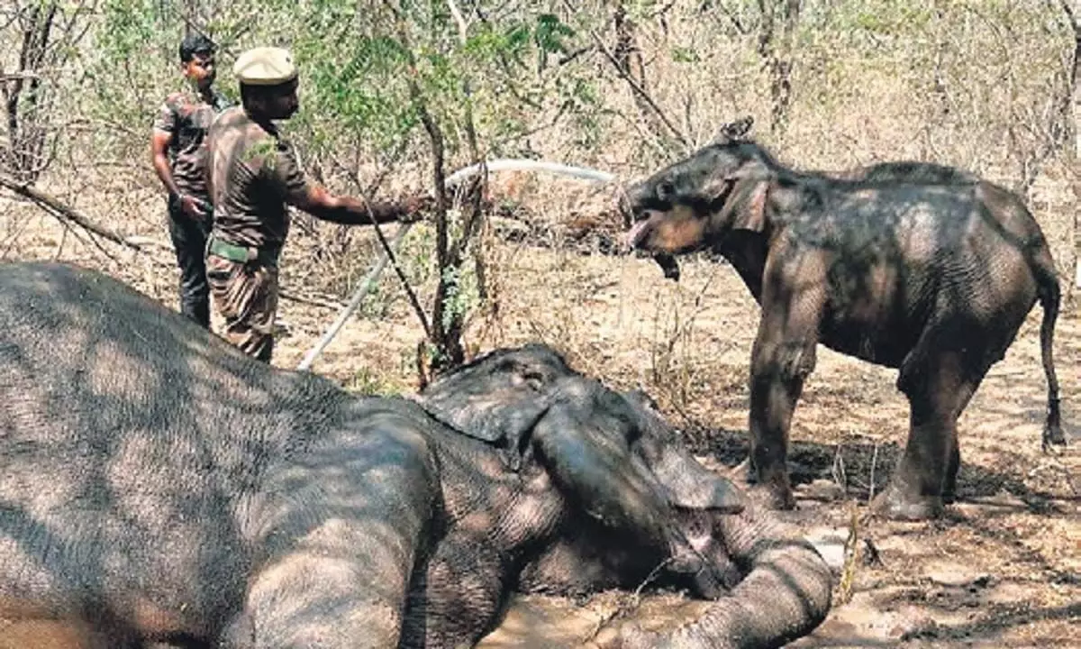 सत्यमंगलम टाइगर रिजर्व में मादा हाथी की लीवर संक्रमण से मौत हो गई