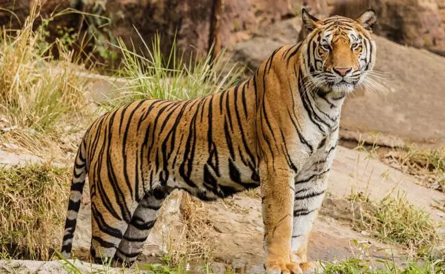 बाघ का दहशत, वन अमला 7 गांवों में रख रही नजर