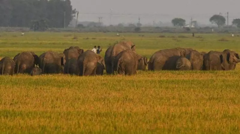 मन्याम जिले में हाथियों ने आतंक मचा रखा