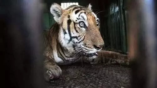 कर्नाटक में बाघ के हमले में किसान घायल