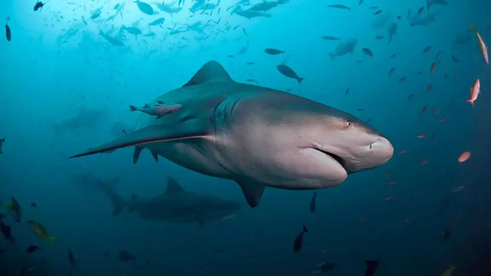 अलबामा में अब 5 गुना अधिक हैं बुल शार्क