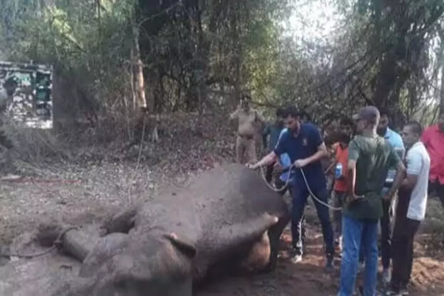 पलक्कड़ में ट्रेन की चपेट में आने से जंगली हाथी की मौत