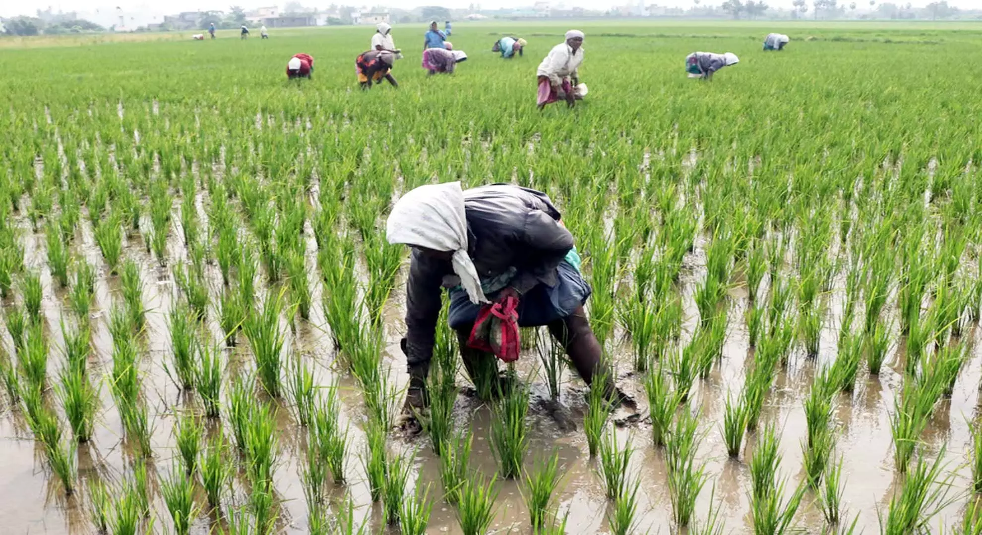 एग्रो चैंबर ने राजनेताओं से कृषि आधारित उद्योगों के विकास को सुनिश्चित करने का वादा करने की मांग की है