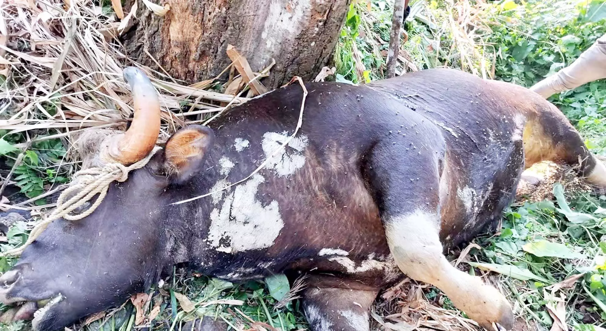 गुडलूर जंगल में शिकारियों ने फिर किया हमला, गौर को मार डाला