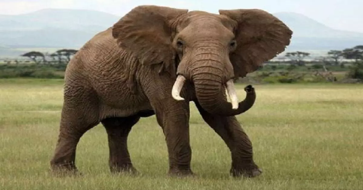 ढेंकनाल में जंगली हाथी ने 60 वर्षीय व्यक्ति को कुचलकर मार डाला