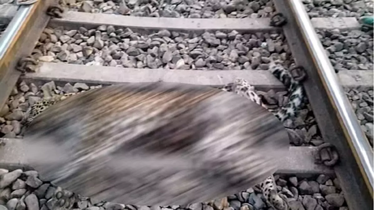 Dehradun : ट्रेन की चपेट में आने से मादा गुलदार की मौत, लोको पायलट के खिलाफ केस दर्ज
