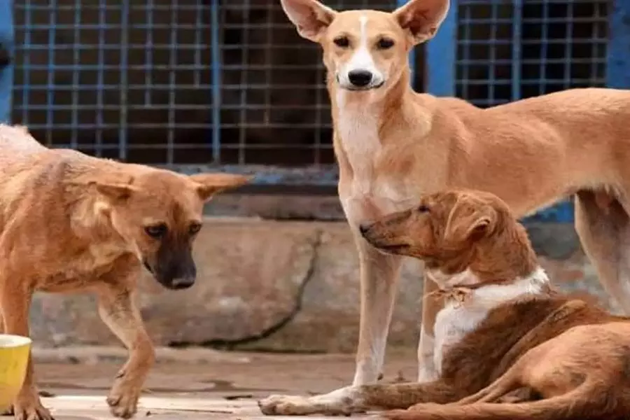 हैदराबाद में आवारा कुत्तों ने एक बच्चे को मार डाला