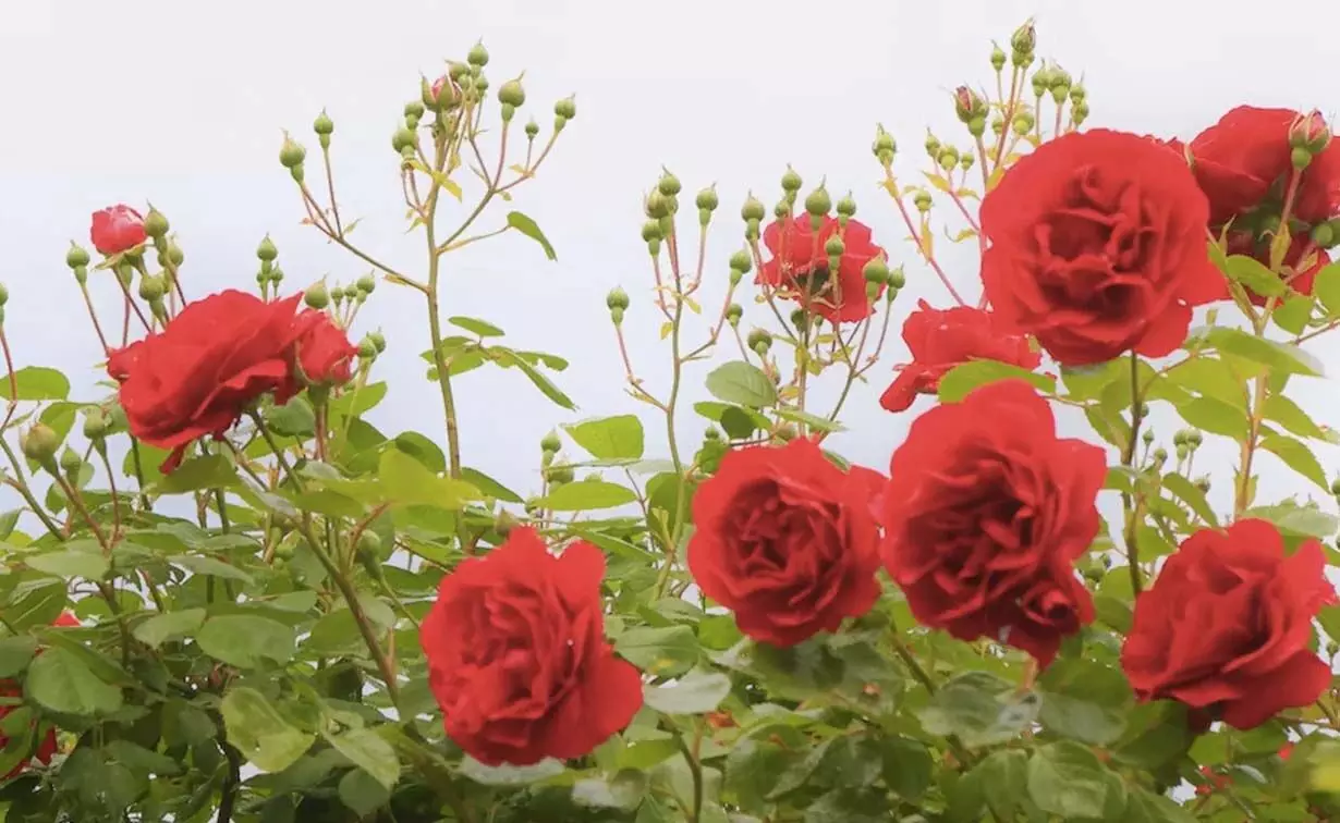 गुलाब के पौधे को सूखने से बचाने के लिए इन टिप्स की लें मदद