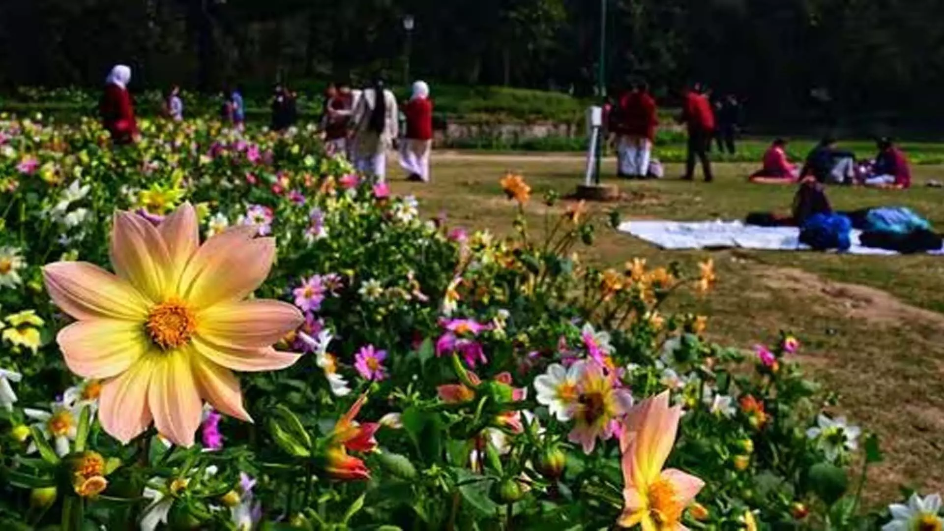 दिल्ली में फूल और फल देने वाले पेड़ों का मिश्रण होगा एमसीडी वृक्षारोपण