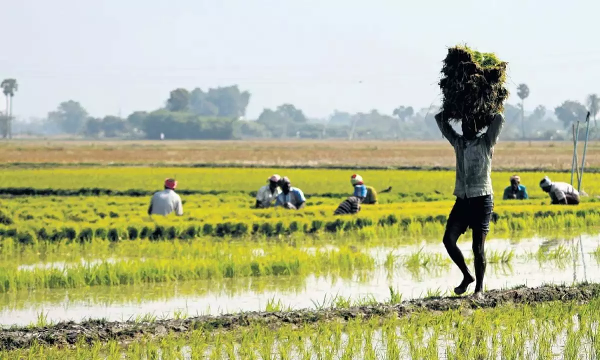 अधिक भूमि क्षेत्र की सिंचाई करें, जल निकायों को बनाए रखें: रामनाथपुरम के किसान
