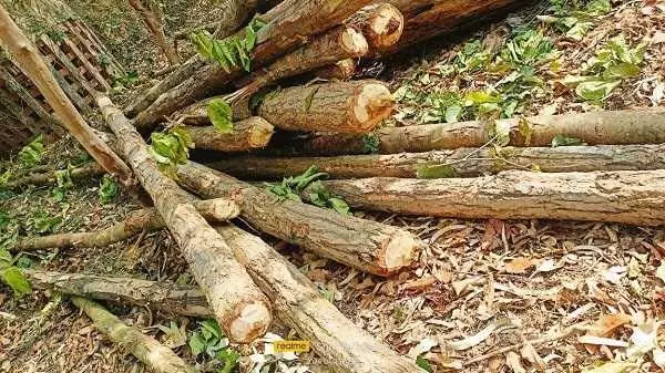 जंगल क्षेत्र से वन विभाग ने 25 पीस साल वृक्ष का बल्ली जब्त किया, व्यक्ति के खिलाफ मुकदमा दर्ज