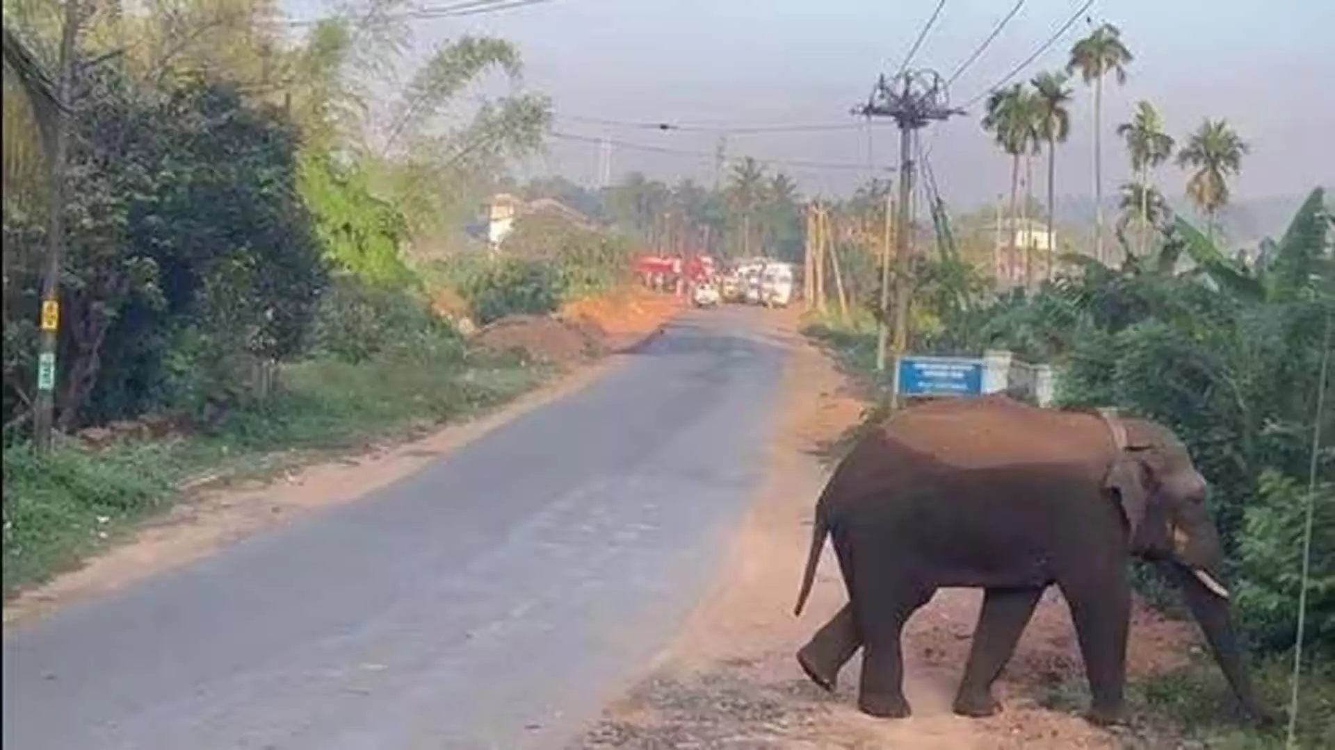कर्नाटक के कोडागु जिले में हाथी के हमले में एक व्यक्ति की मौत