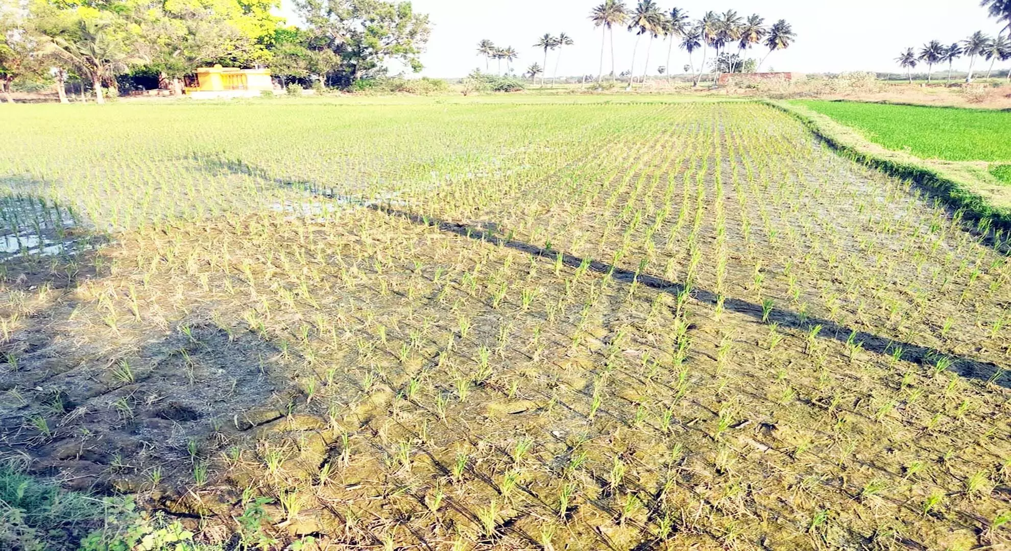तमिलनाडु: बार-बार बिजली कटौती से रानीपेट में फसल की खेती बाधित होती है