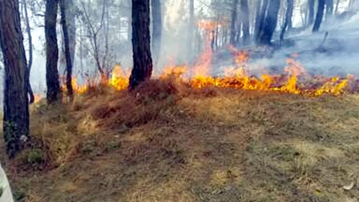 Dehradun : कुमाऊं में पांच जगह जंगलों में आग लगने की घटना सामने आई