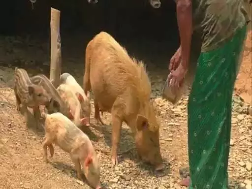 बहू को सांसद चुनाव लड़ाने ससुर ने बेचा सूअर, नामांकन पत्र खरीदा