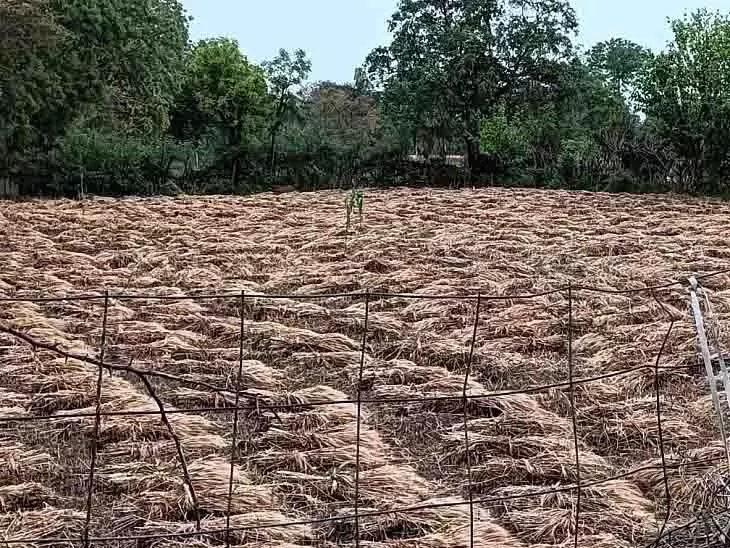 बारिश के बाद फसल खराब होने की आशंका, किसान चिंतित
