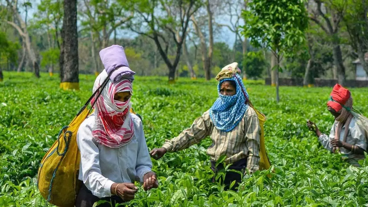 असम चाय बागान श्रमिकों ने उदलगुरी जिले में मतदाता प्रतिज्ञा ली