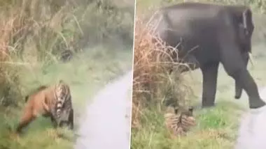 हाथी को देख झाड़ियों में छुपा बाघ, देखें वायरल VIDEO