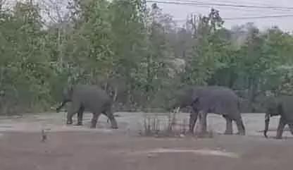 आवाजाही रोका, सड़क पर दिखा हाथियों का उत्पात