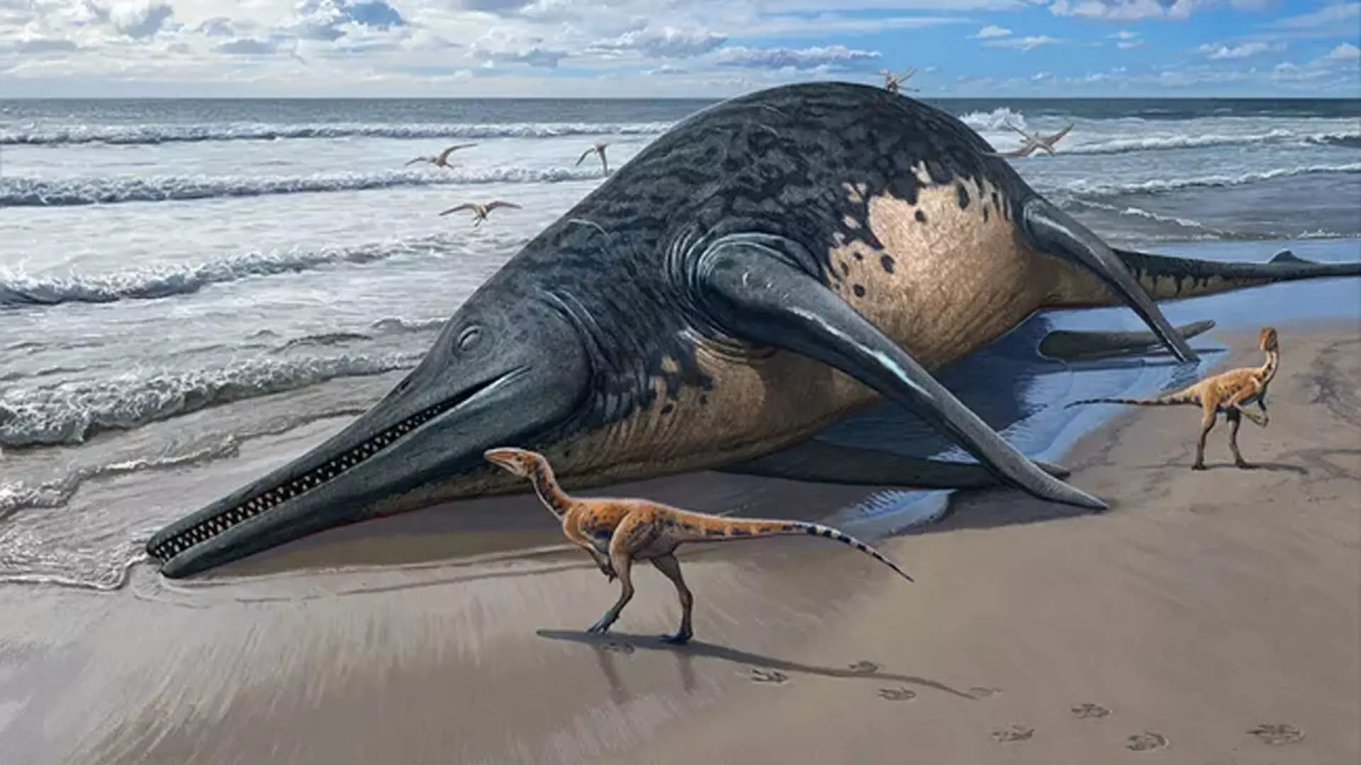 समुद्र तट पर खोजी गई 82 फुट की विशाल छिपकली मछली अब तक पाई गई सबसे बड़ी समुद्री सरीसृप