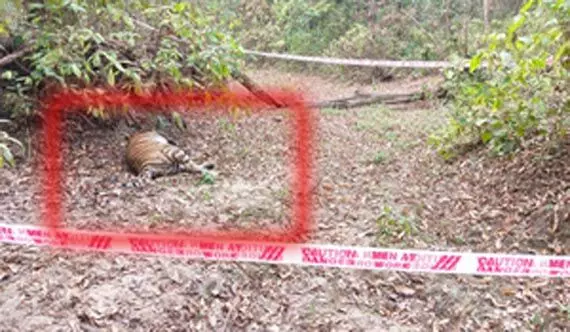 वन विहार में बाघ पन्ना की मौत