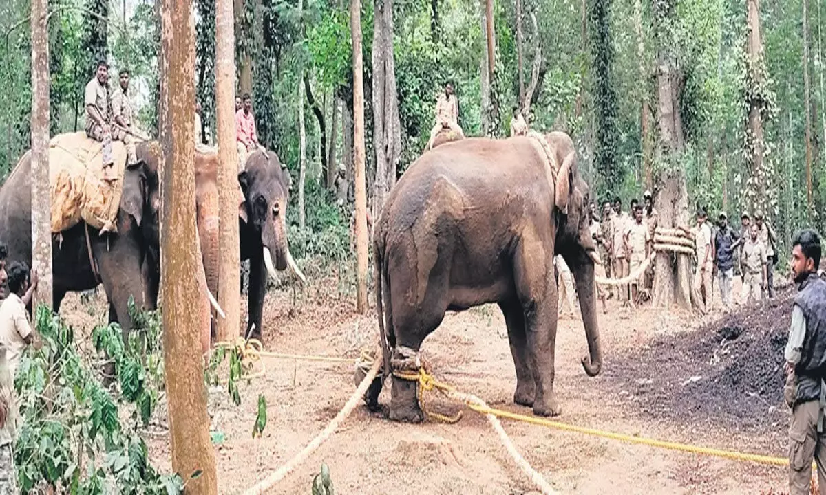 कर्नाटक के बेलूर के पास पकड़ा गया दुष्ट हाथी