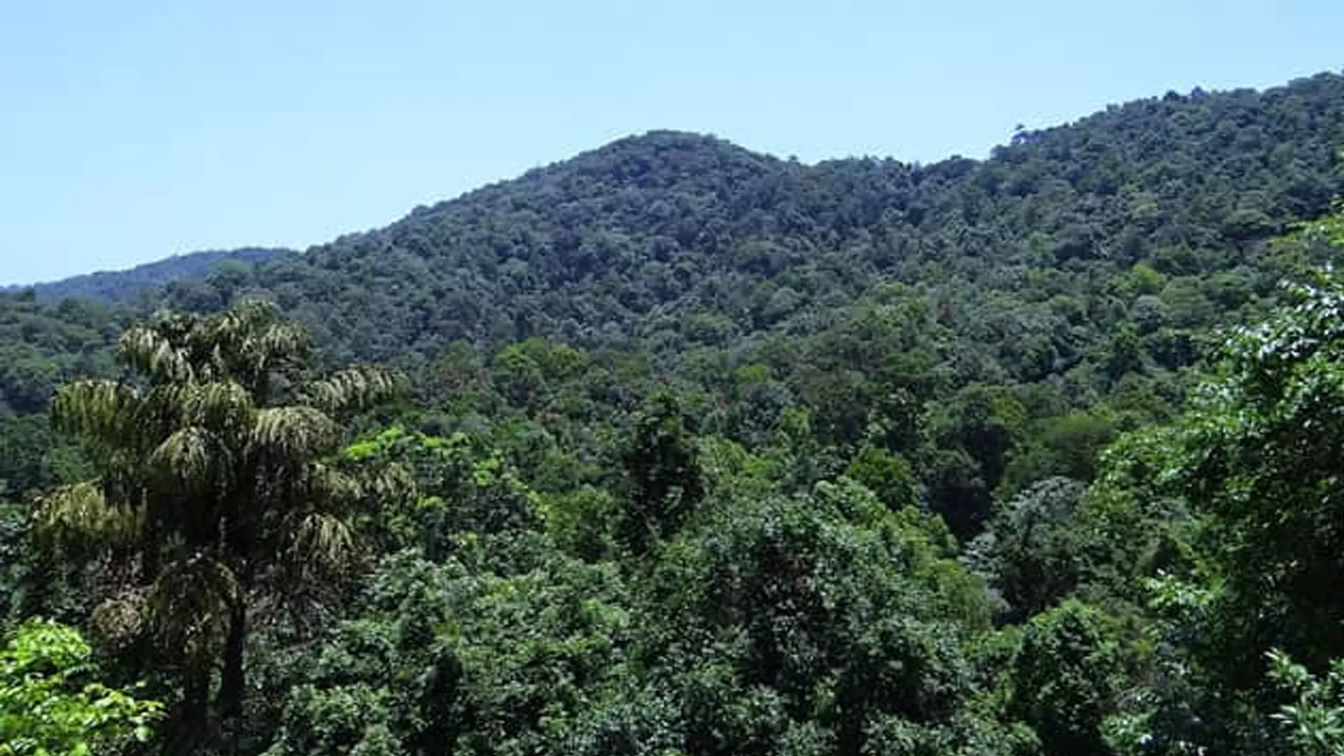 चुनाव अधिकारी अपाहिज व्यक्ति के वोट के लिए केरल के घने जंगलों में गए
