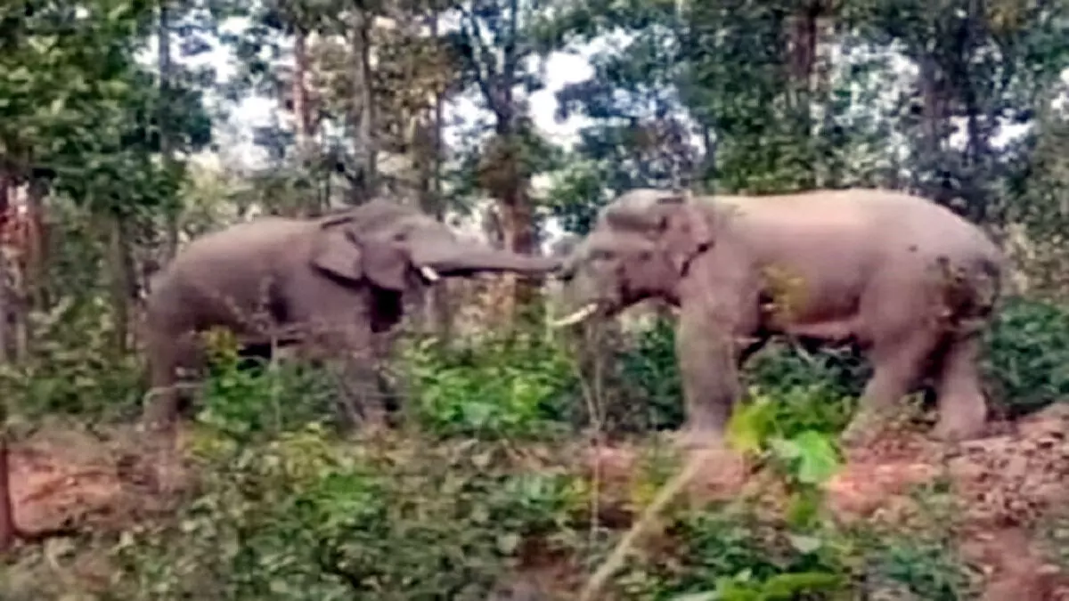 चांडिल में जंगली हाथी का उत्पात जारी, ग्रामीण परेशान