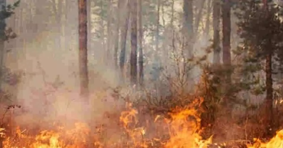 सिमिलिपाल रिजर्व में जंगल में आग लगी, वन्यजीव खतरे में