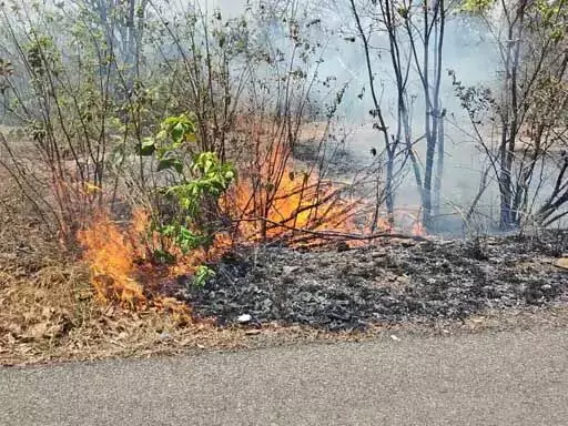 पिकनिक स्पॉट में लगी आग, वन विभाग पर लापरवाही बरतने के आरोप