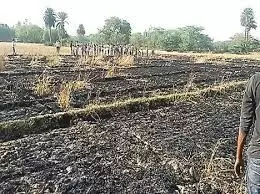 एक किसान के खेत में बिजली का तार टूटने से फसल जली