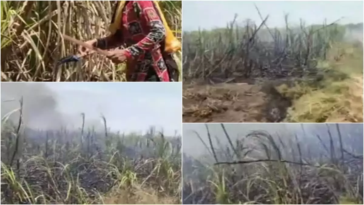 सूरत में संपत्ति विवाद में विधवा भाभी और भतीजी ने किसान की गन्ने की फसल में लगाई आग