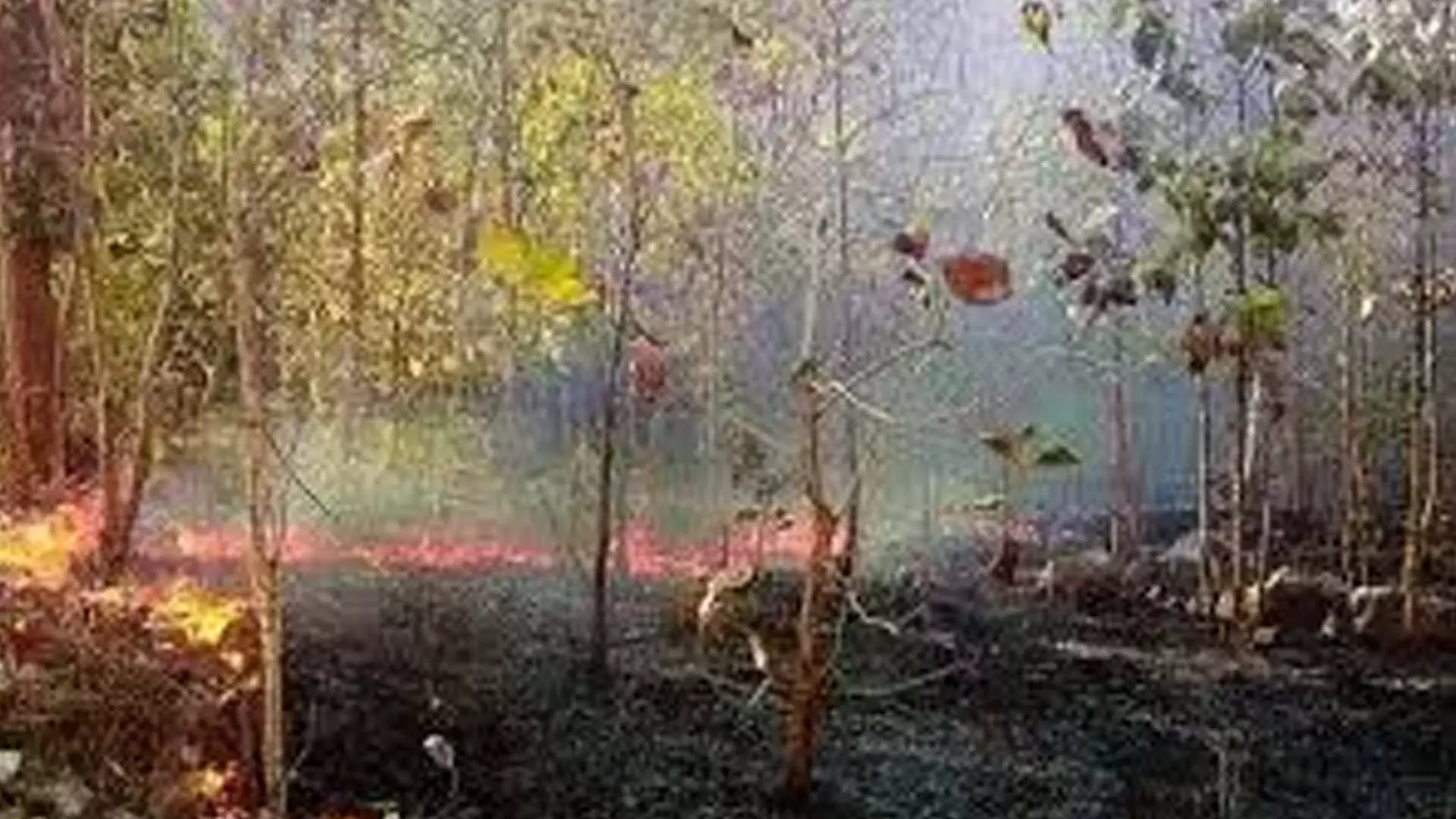 तिरुमाला के पारुवेता मंडपम के पास जंगल की आग ने जंगल को तबाह कर दिया