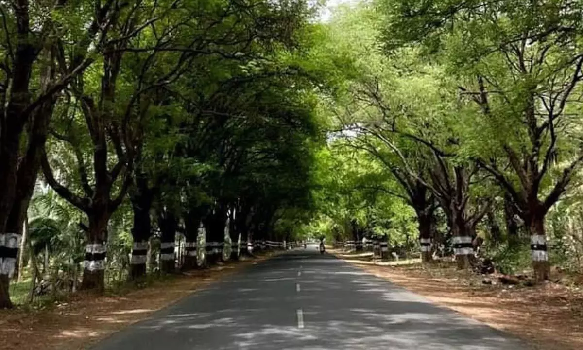 कोयंबटूर में अनामलाई के पास इमली के पेड़ों पर कुल्हाड़ी चलाने के कदम का निवासियों ने विरोध किया