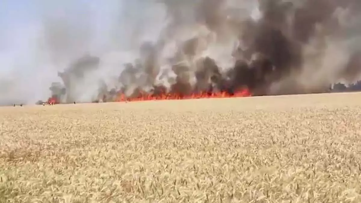 पंजाब में कंबाइन की चिंगारी से गेहूं की फसल में लगी आग,7 एकड़ जमीन जलकर राख