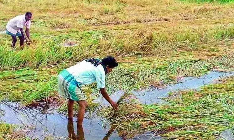 कृषि मंत्री तुम्मला ने फसल मूल्यांकन के आदेश दिए