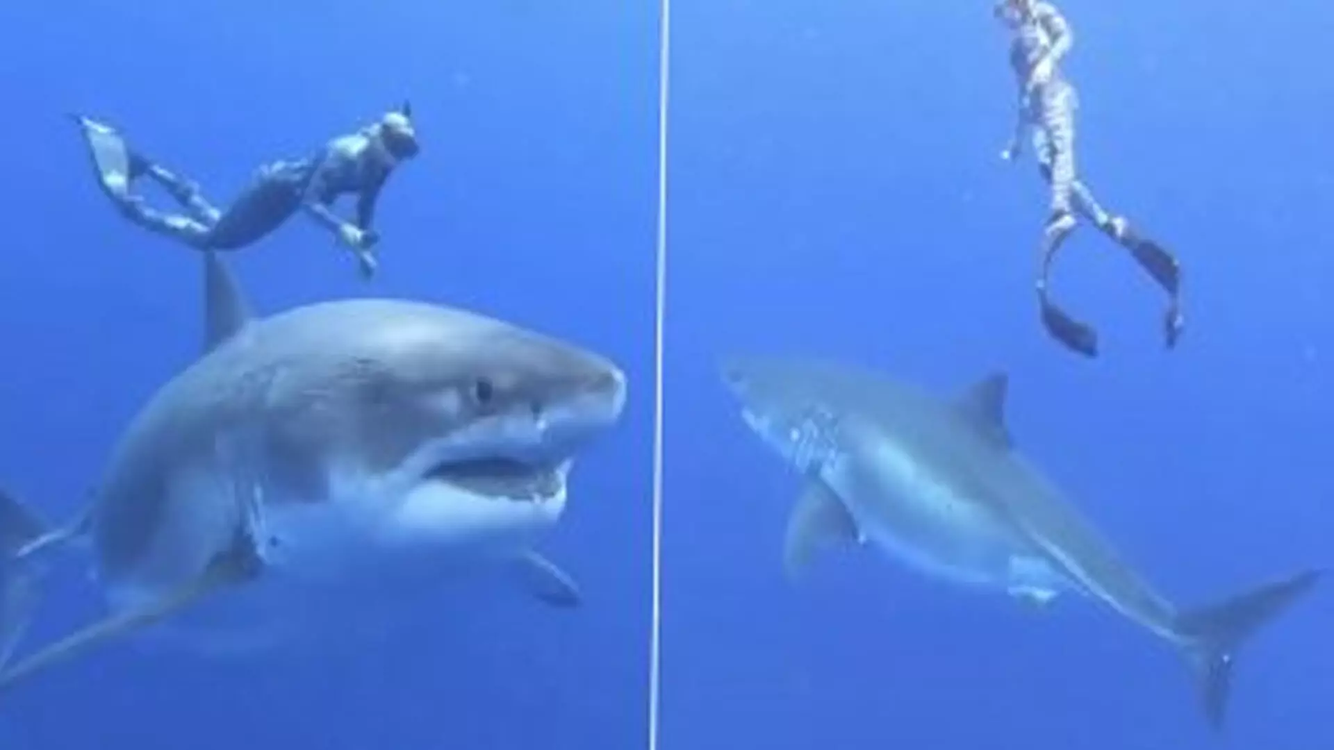 जब खतरनाक शार्क से हुआ महिला गोताखोर का सामना, उसके बाद जो हुआ...